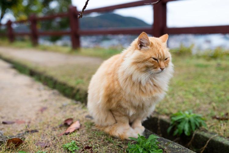 street-cat-at-park